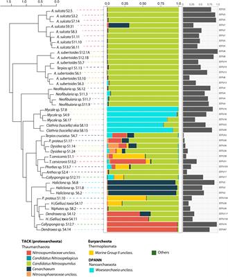New Insights Into the Archaeal Consortium of Tropical Sponges
